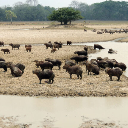 Safari Llanero - Excursión Grupal