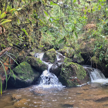 Caminata - Sendero del Oso